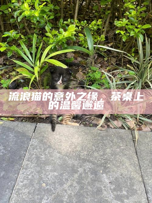 流浪猫的意外之缘，茶桌上的温馨邂逅
